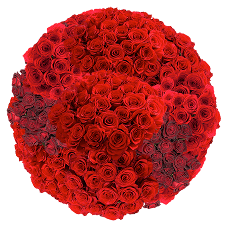 Bonjour Belle (100 Stems)