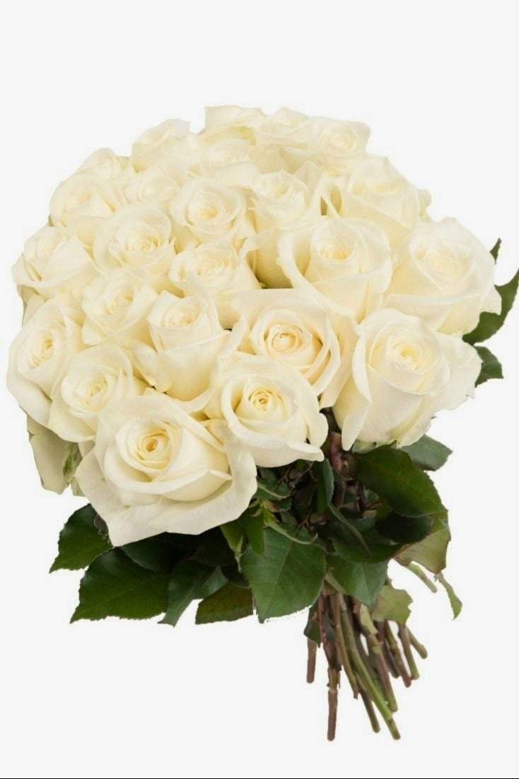 Fresh Roses Stem 24 Stem Fresh Roses – Haus De Fleurs