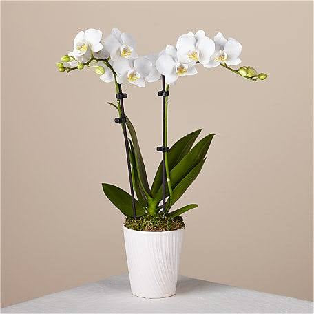 White Potted Orchid